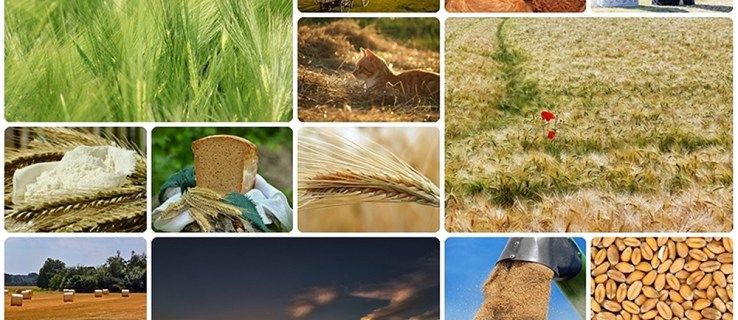 Een fotocollage maken in een Google-dia