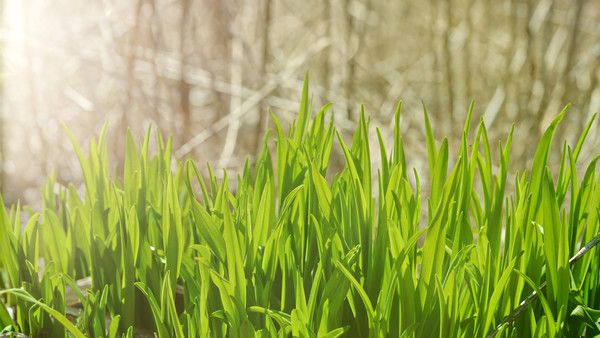 Instalirajte prethodne pozadine u Linux Mint 19