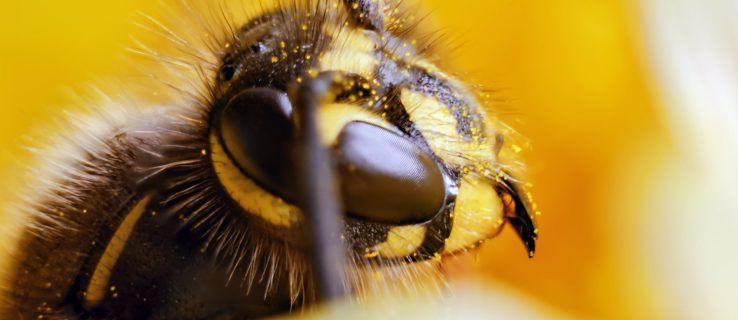 Quin sentit tenen les vespes? Resulta que fan molt més del que es pensa
