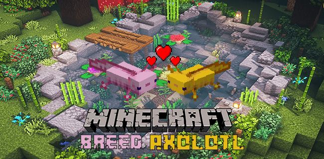 Minecraft에서 Axolotl을 사육하는 방법