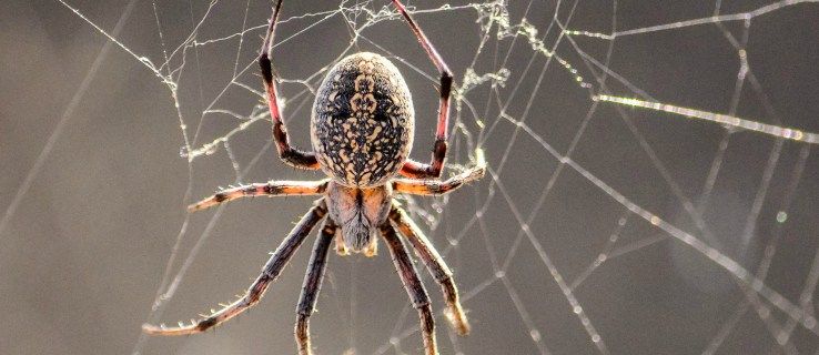 Mạng nhện siêu bền này mạnh đến mức có thể giữ được con người