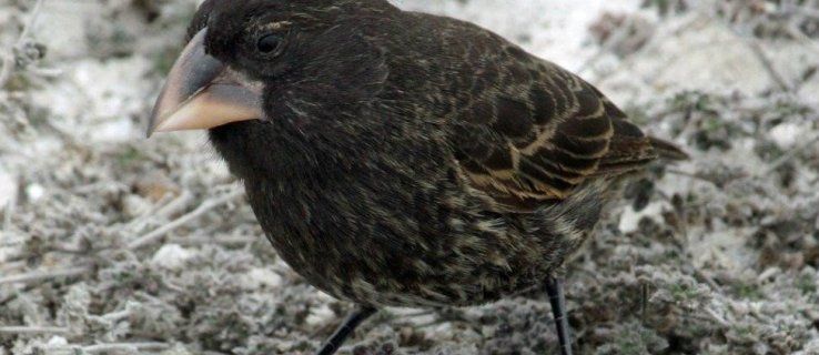 Darwins vinken evolueren in realtime op Galapagos en creëren een geheel nieuwe soort