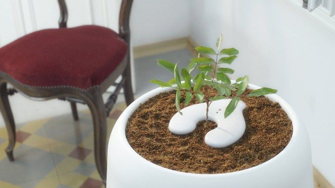 Denne smarte urnen vokser et tre fra de døde