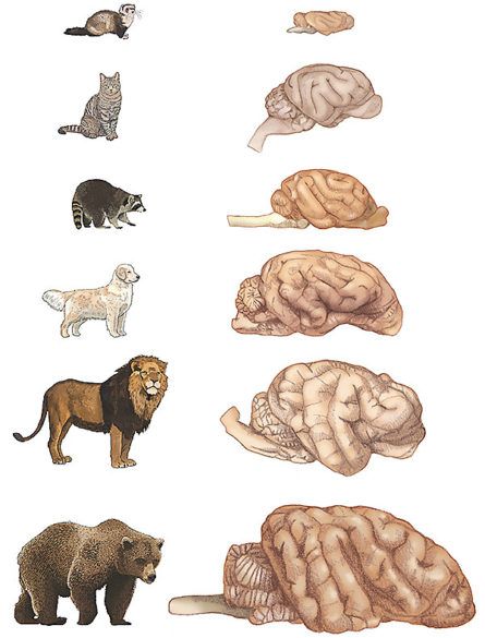 Tut mir leid, Katzenbesitzer, Hunde sind offiziell schlauer als ihre katzenartigen Rivalen