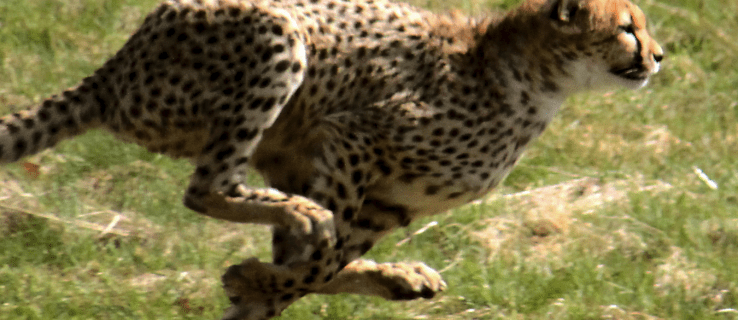 Spręsdamas paslaptį, kodėl gepardai yra tokie greiti, atrakinami dinozaurų greičio įžvalgos