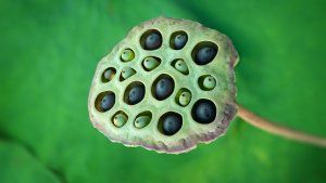 trypophobia คืออะไรและทำไมคนบนโลกถึงกลัวหลุม?