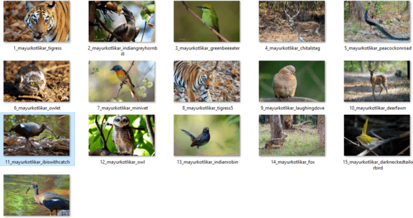 Tema ng Wildlife ng India para sa Windows 10, 8 at 7