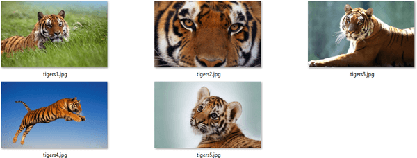 Θέμα Tigers για Windows 10, 8 και 7