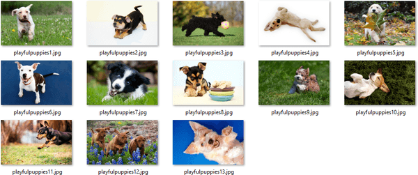 Unduh tema Playful Puppies untuk Windows 10, 8 dan 7