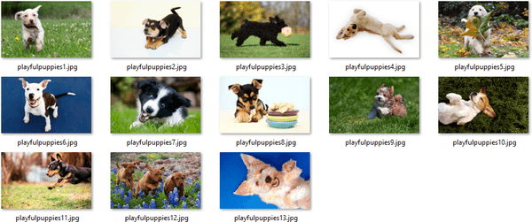 Baixe o tema Playful Puppies para Windows 10, 8 e 7