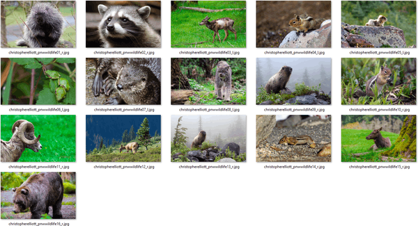 Pacific Northwest Wildlife -teema Windows 10: lle, 8: lle ja 7: lle