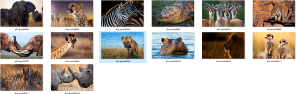 Download het thema Afrikaanse dieren in het wild voor Windows 10, 8 en 7