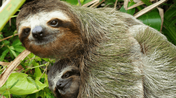 Tema PREMIUM 4K do Sloths para Windows 10