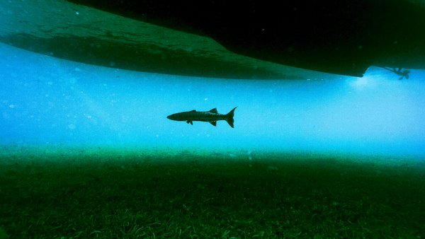 National Geographic Underwater PREMIUM Θέμα για Windows 10